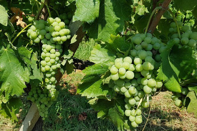 Etna DOC & Organic Wine tasting and tour of the 1815 historic winery - Additional Resources