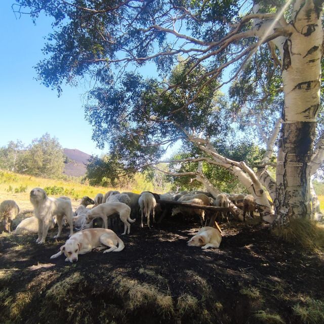 Etna Morning Tour, caves and craters - Final Thoughts