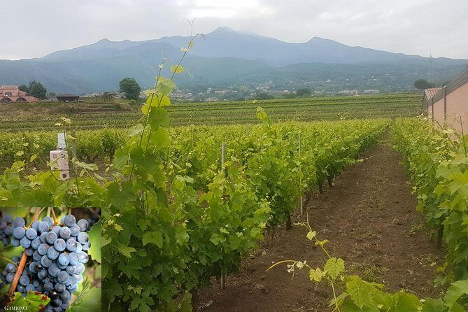 Etna trekking and wine tasting - A Close Look at the Experience