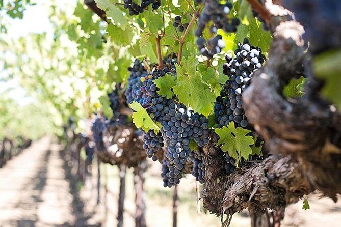 Etna trekking and wine tasting - Practical Details and Tips