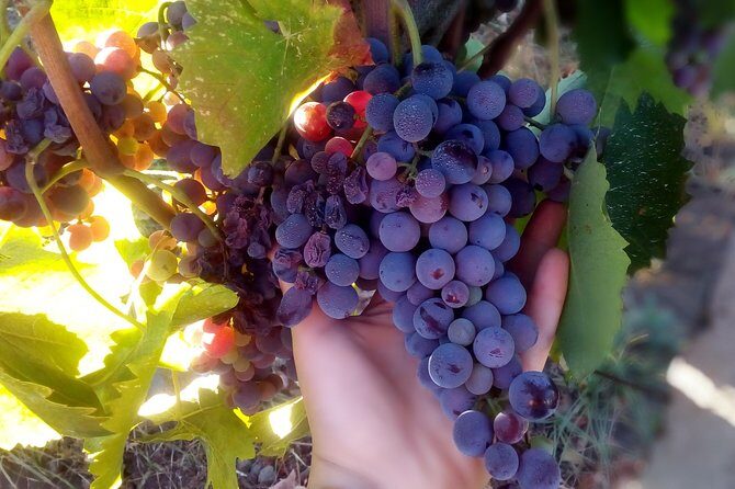 Etna Wineries Tour - Small Groups from Taormina - Final Verdict: Is It Worth It?