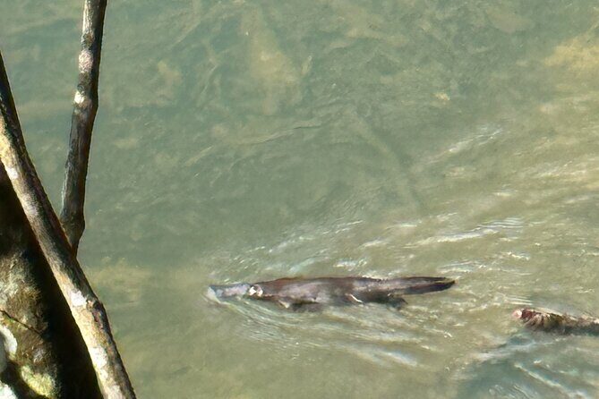 Eungella Platypus Tour - Final Thoughts: Is This Tour Right for You?