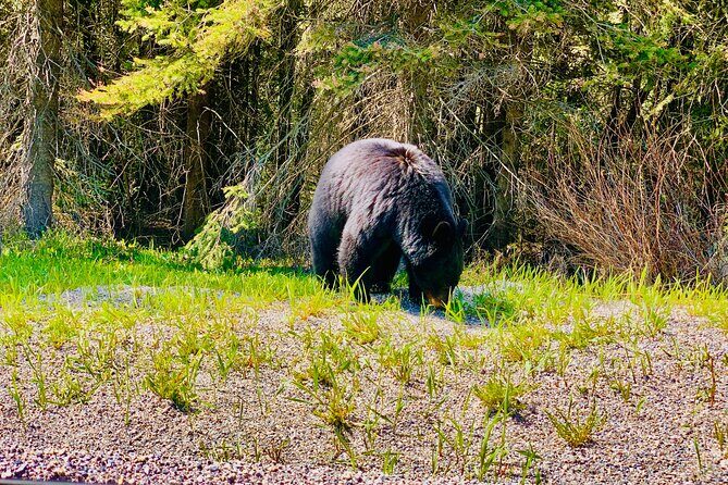 Evening Private Tour Best of Banff Wildlife - The Experience: Pros and Cons