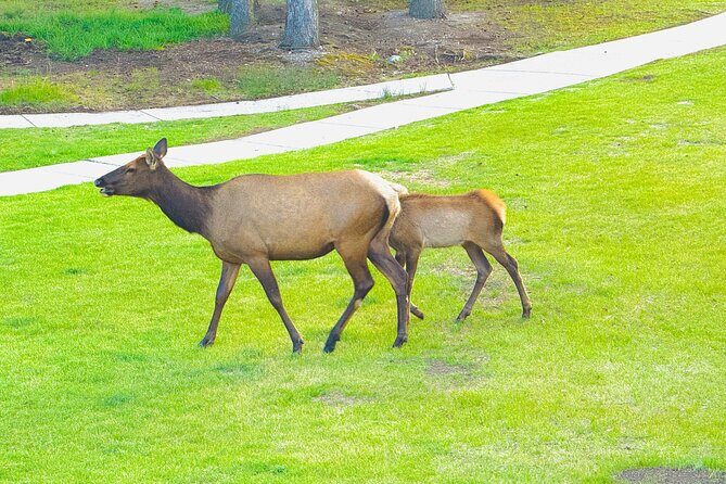 Evening Private Tour Best of Banff Wildlife - Is This Tour Worth It?