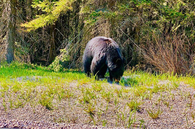Evening Private Tour Best of Banff Wildlife - Who Would Love This Tour?