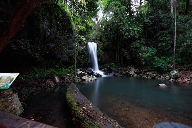 Evening Rainforest & Glow Worm Tour from Gold Coast - Practical Tips for Your Night Walk