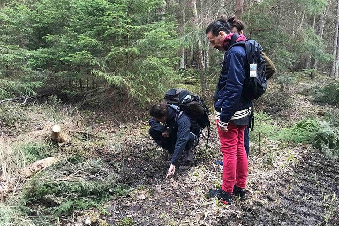 Evening Wildlife Safari with Campfire Dinner from Stockholm - A Closer Look at the Experience