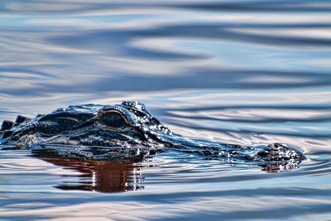 Everglades Admission Ticket with Airboat Ride and Wildlife Show - FAQ