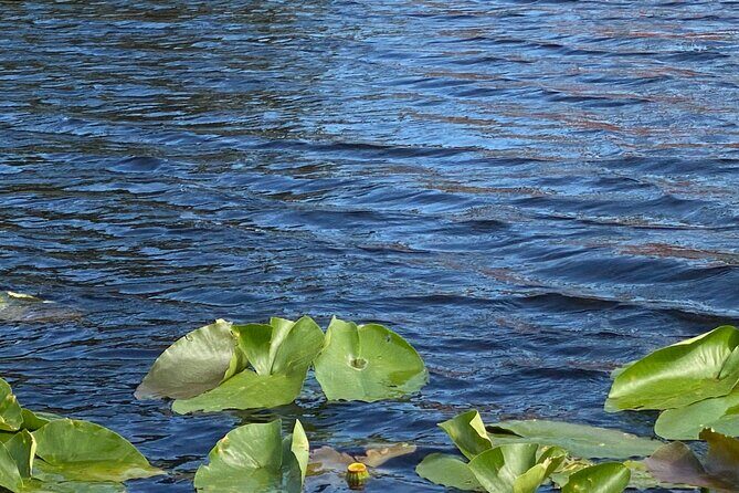 Everglades Airboat Adventure with Roundtrip Bayside Transfer - Is this tour right for you?