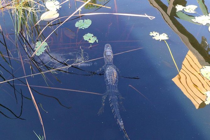 Everglades Airboat Safari Adventure with Transportation - What’s Included and What’s Not