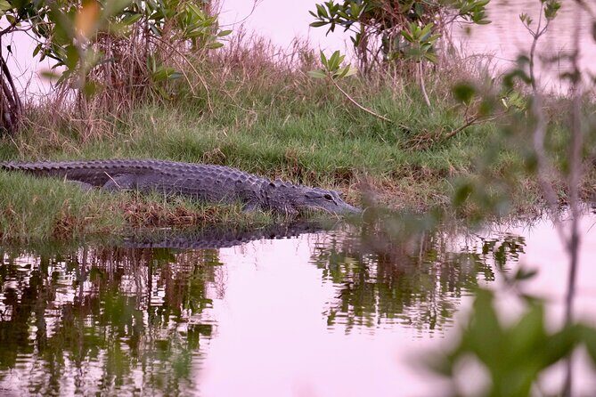 Everglades Airboat, Wildlife Experience and Photo - Who Is This Tour Best For?