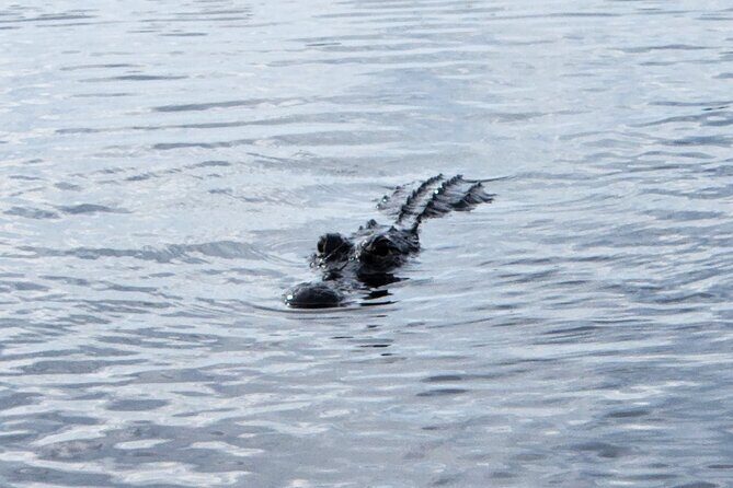 Everglades Alligator Airboat Tour with Bus transfer from Miami - Who Is This Tour Best For?
