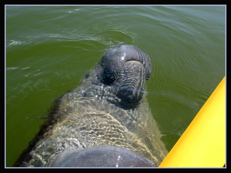 Everglades: Boat Assisted Kayak Eco Tour - FAQs