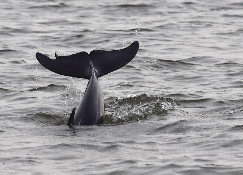 Everglades Day Safari from Fort Lauderdale - FAQ