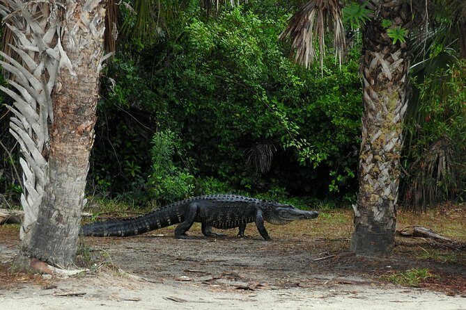 Everglades Day Safari from Ft Lauderdale - Frequently Asked Questions