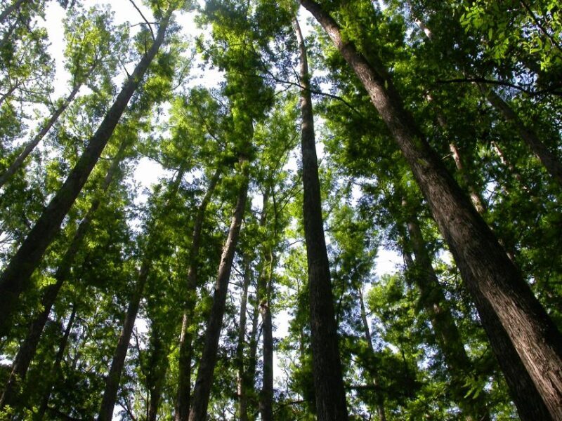 Everglades Day Safari from Sanibel, Fort Myers & Naples - What the Tour Offers: A Step-by-Step Breakdown