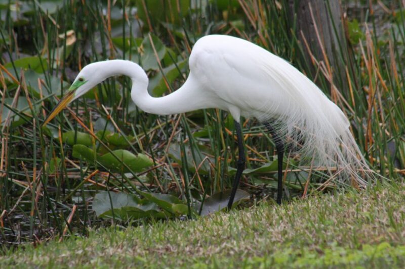 Everglades Day Safari from Sanibel, Fort Myers & Naples - The Sum Up