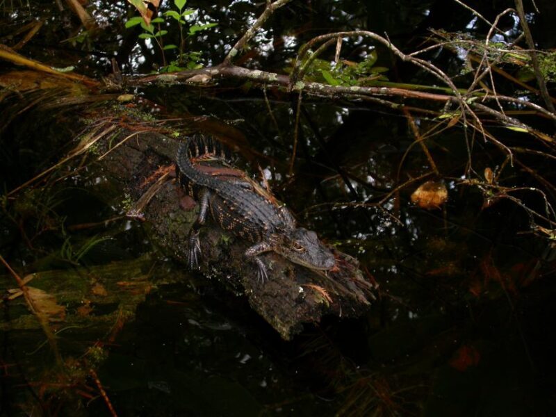 Everglades Day Safari from Sanibel, Fort Myers & Naples - FAQ