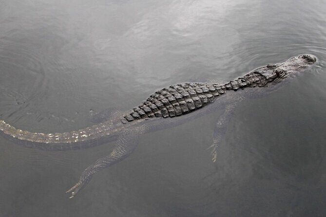 Everglades Express Small Group Tour from Miami with Airboat Ride - FAQ