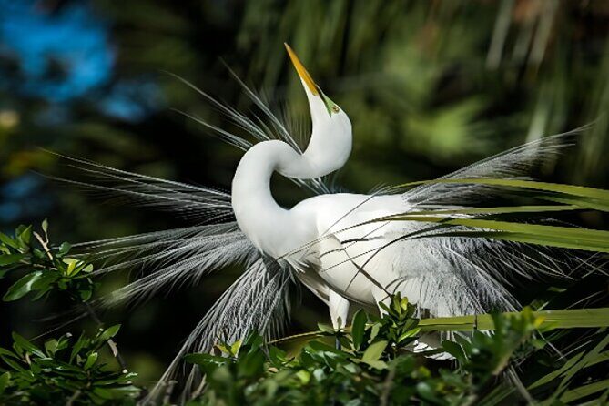 Everglades Immersion Tour: The Ultimate Everglades Adventure - FAQ