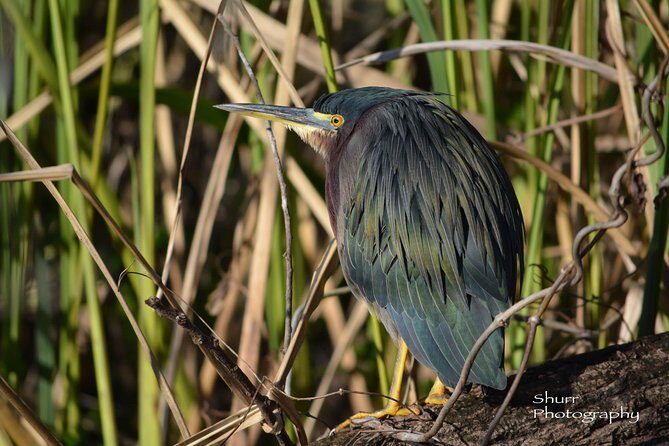 Everglades Kayak Safari Adventure Through Mangrove Tunnels - FAQ