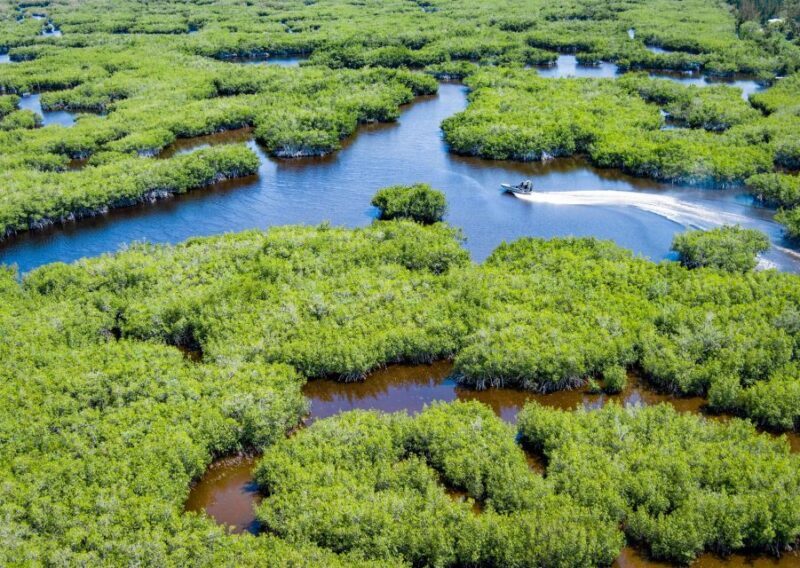 Everglades: Mangrove Maze Airboat Tour and Boardwalk - The Experience & Its Value