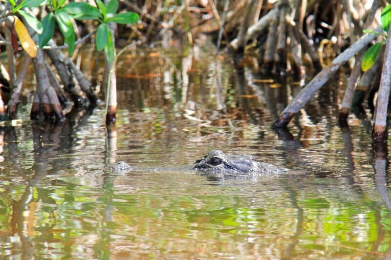 Everglades: Mangrove Maze Airboat Tour and Boardwalk - FAQ