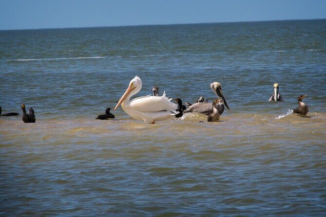 Everglades National Park: 3 Hikes + 90 minute Boat Tour + Lunch - What to Expect from the Tour Experience