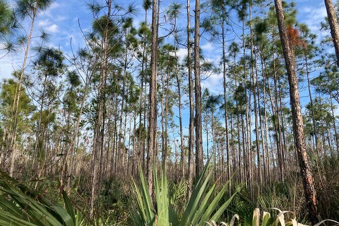 Everglades National Park: 3 Hikes + 90 minute Boat Tour + Lunch - Want to Know More?