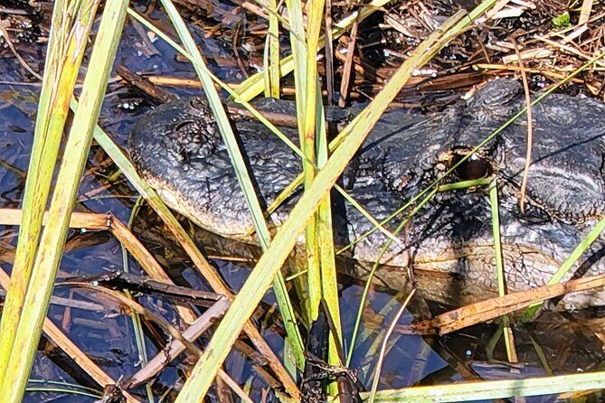 Everglades National Park Naturalist Led Hike, 2 Boat Trips + More - Authentic Experiences and Real Reviews
