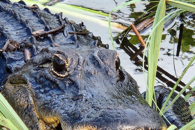 Everglades National Park Naturalist Led Hike, 2 Boat Trips + More - Who Is This Tour Best For?