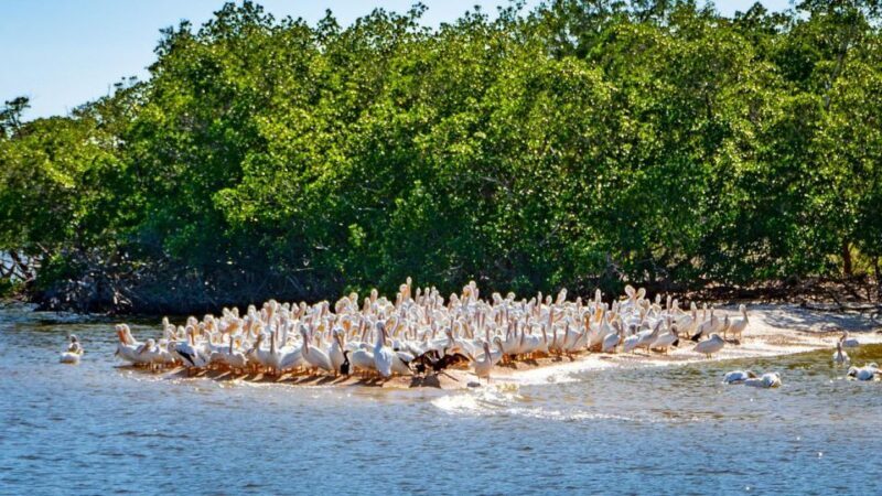 Everglades National Park: Pontoon Boat Tour & Boardwalk - The Experience’s Pros and Cons