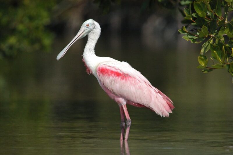 Everglades Private 2.5 Hour Photo and Birding Safari - An In-Depth Look at the Experience