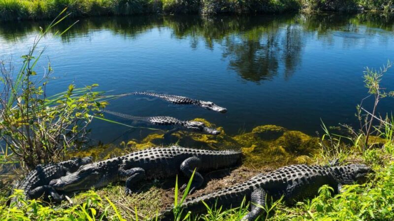 Everglades: Sawgrass Park Airboat Adventure Package - Why This Tour is a Solid Choice