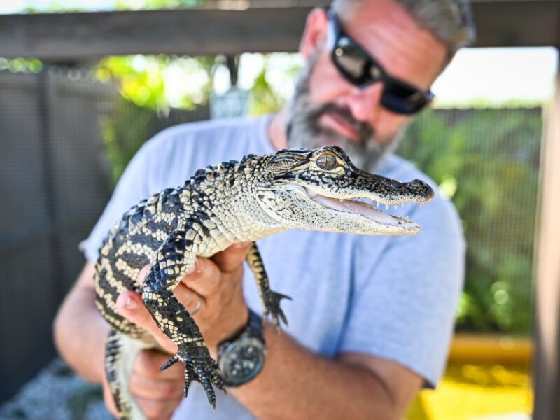 Everglades: Sawgrass Park Day Time Airboat Tour & Exhibits - Wildlife Sightings and Animal Encounters