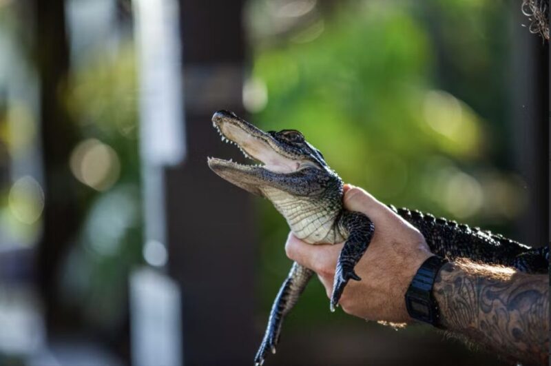 Everglades: Sawgrass Park Reptile Exhibit Private Tour - What to Expect from the Reptile Tour