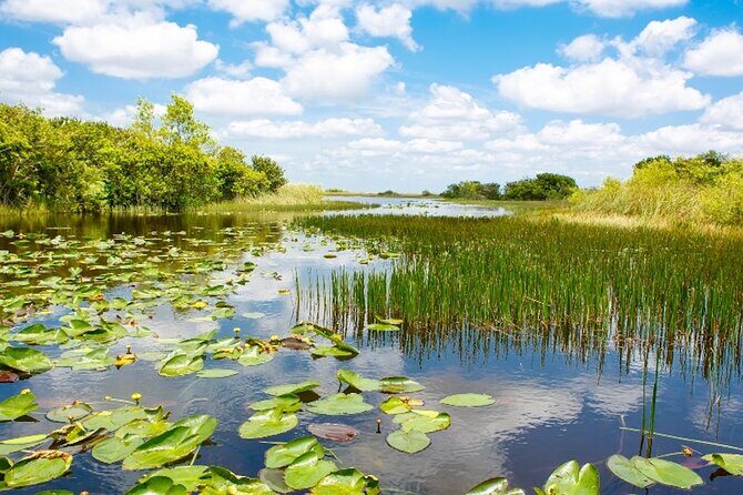 Everglades Small Group Express from Fort Lauderdale +Airboat Ride - How Does It Rate in Value?