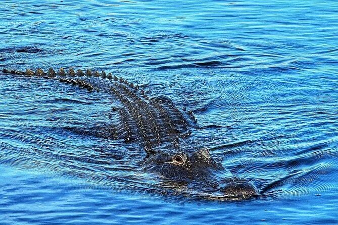 Everglades Tour from Miami with Transportation - A Closer Look at the Itinerary