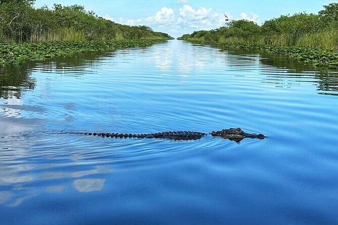 Everglades Tour from Miami with Transportation - Downsides and Considerations