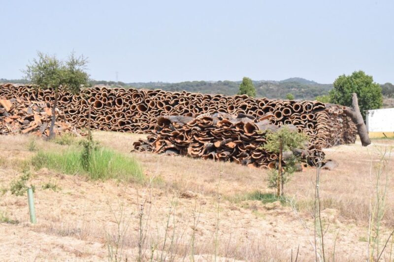 Évora: Ancient Roman Temple & Kings Christ Tour - Is this Tour Worth the Price?