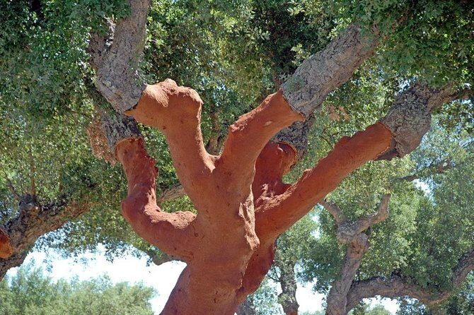 Evora and Monsaraz Wine Tasting Private Tour - FAQ