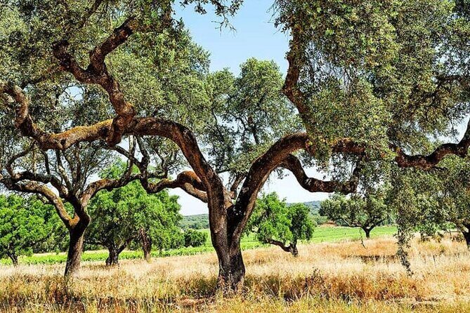 EVORA & MONSARAZ FULL-DAY PRIVATE TOUR with winery, cork & gourmet tavern - Practical Considerations