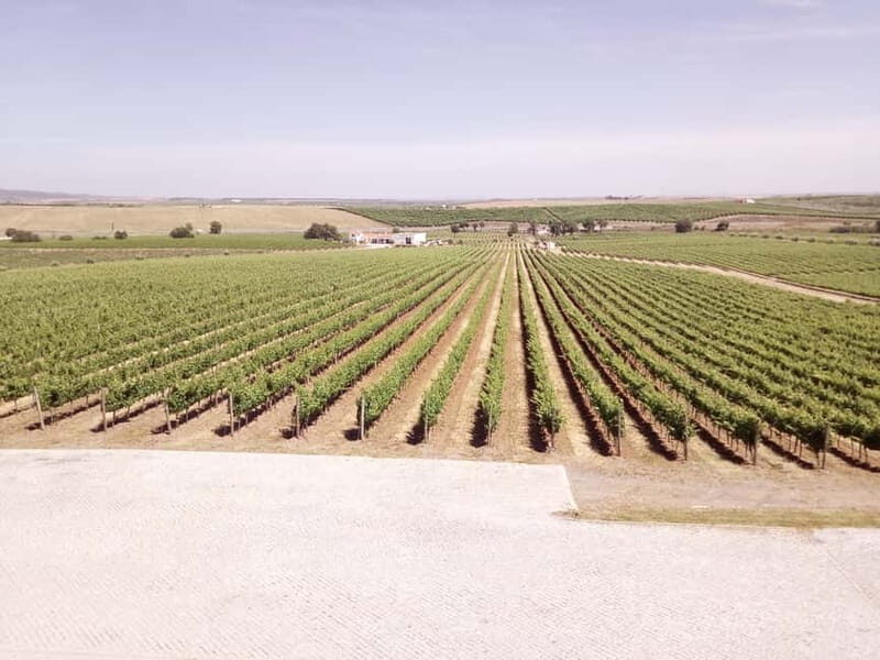 Évora town and the Olive Oil, Wine, and Cork Triangle - Welcome to Évora: A UNESCO Heritage Jewel