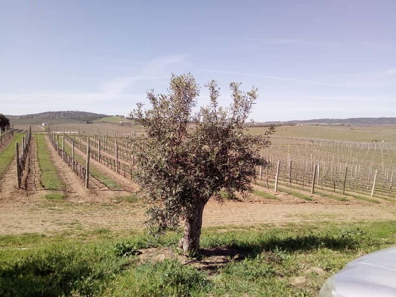 Évora town and the Olive Oil, Wine, and Cork Triangle - Final Thoughts