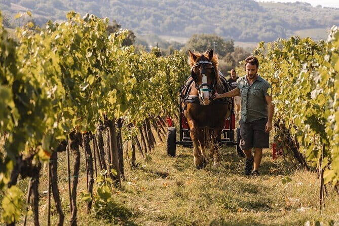 Exclusive Brunello di Montalcino tour from Florence - The Details of the Itinerary: What to Expect