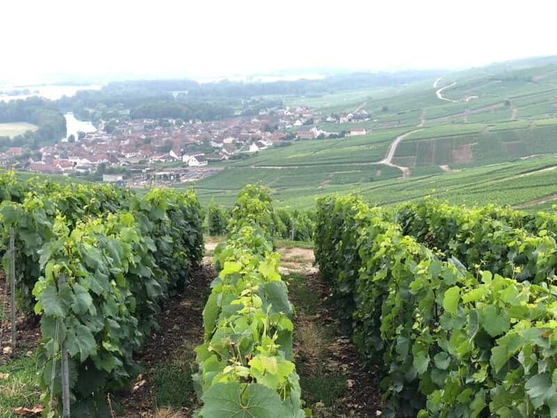 Exclusive Champagne tour: 2 family houses and restaurant - FAQ