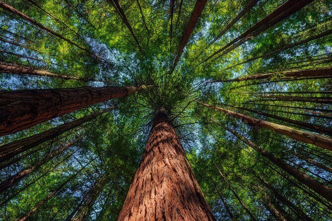 Exclusive Day Trip from Te Puia to Wine Tasting and Redwoods - Final Thoughts