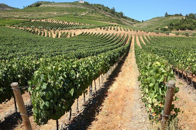 Exclusive Douro Valley: Visit 3 Wineries, 9 Wine Tastings & Lunch - What to Expect from This Douro Valley Tour