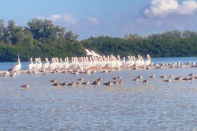 Exclusive Kayak Expedition: Exploring the Mangroves to Shell Key - Exploring the Mangroves to Shell Key: An Honest Look at the Kayak Expedition