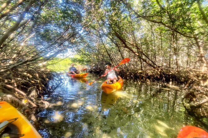 Exclusive Kayak Expedition: Exploring the Mangroves to Shell Key - Key Points